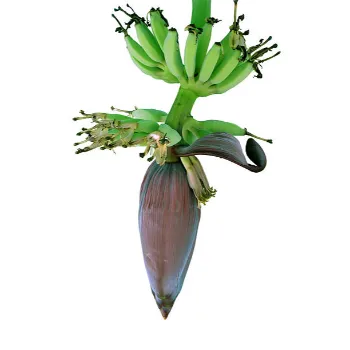 Natural Banana Flower
